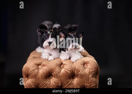 Zwei wunderschöne Biber Yorkshire Terrier Welpen liegen auf einem goldenen Hocker, nachdem sie in einem Hundesalon gepflegt haben Stockfoto