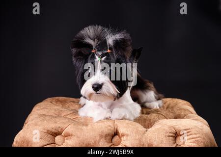 Makelloser Yorkshire Terrier Biber auf einem goldenen Hocker Nahaufnahme, Studiofoto. Stockfoto