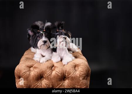 Zwei Beaver Yorkshire Terriers, die auf einem Hocker liegen, schauen nach oben. Mit einem Kopierraum oder einem Platz für Ihren Text oder Ihre Wörter. Stockfoto