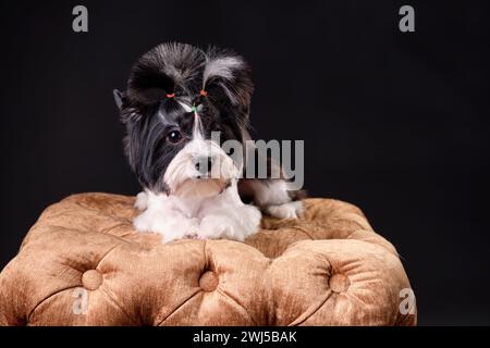 Ein Beaver Yorkshire Terrier-Hund liegt auf einem goldenen Ottoman auf schwarzem Hintergrund Stockfoto