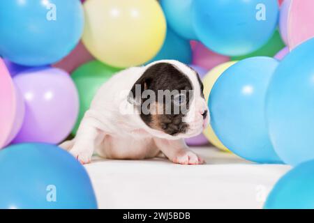 Winziger, dreiwöchiger, brauner französischer Bulldog-Hündchen zwischen bunten Ballons Stockfoto