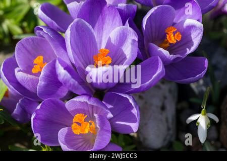 Krokusse in der Morgensonne Stockfoto