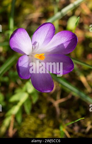 Krokusse in der Morgensonne Stockfoto