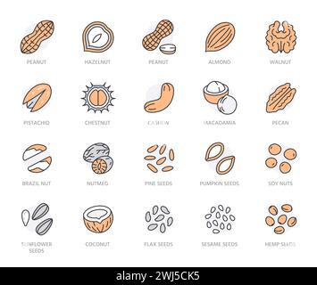 Symbole für flache Linien für Muttern. Erdnuss, Mandel, Kastanie, Macadamia, Cashew, Pistazien, Kiefernsamen, Muskatnuss-Vektor-Illustrationen. Skizzieren Sie Zeichen für Gesundheit Stock Vektor