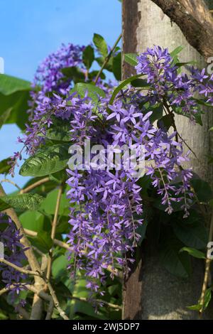 Petrea volubilis, auch bekannt als Purpurkranz, Königskranz oder Sandpapierrebe, ist eine immergrüne blühende Rebe aus der Familie der Verbenaceae Stockfoto