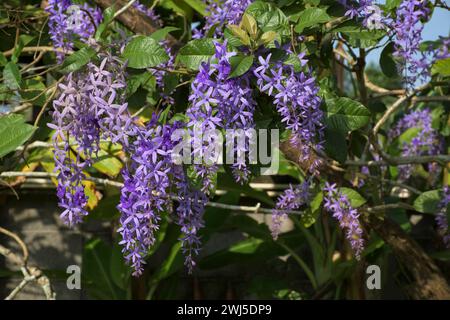 Petrea volubilis, auch bekannt als Purpurkranz, Königskranz oder Sandpapierrebe, ist eine immergrüne blühende Rebe aus der Familie der Verbenaceae Stockfoto