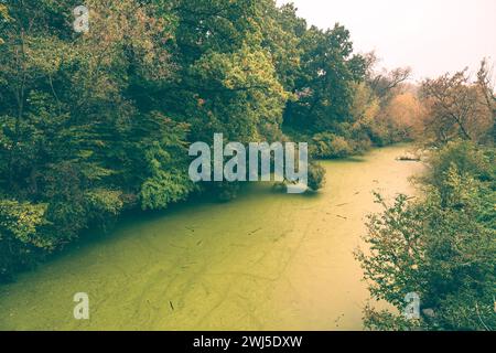 Eine malerische Aussicht auf einen Sumpf gesäumt von üppigem Grün Stockfoto