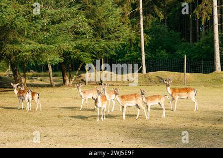 Sika- oder Fleckhirschherde in Dänemark. Stockfoto