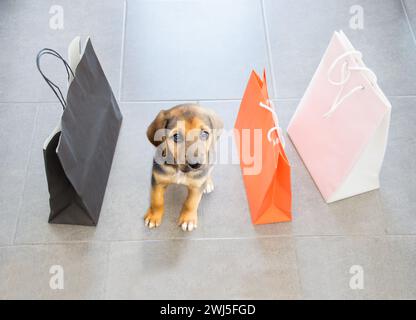 Nahaufnahme eines wunderschönen Hundes, der in der Mall mit Taschen um sie herum, haustierfreundlichen Konzepten und Haustierkäufen shoppt Stockfoto