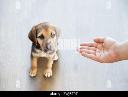 Die Hand des Haustierbesitzers streckt aus, um seinem Hund eine Tablette zu geben. Stockfoto