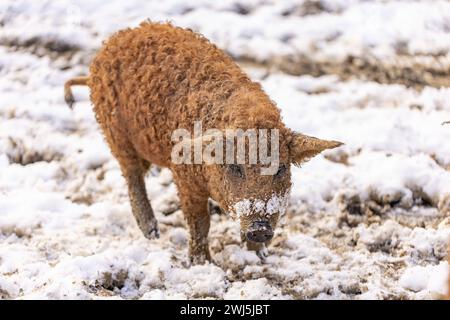 Ungarischen Mangalitza Schwein, ein sehr lockigen Haaren Tier Stockfoto