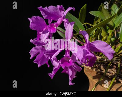 Nahaufnahme der hellen lila rosa Blumen von Cattleya Orchideen Hybrid blüht draußen auf schwarzem Hintergrund Stockfoto