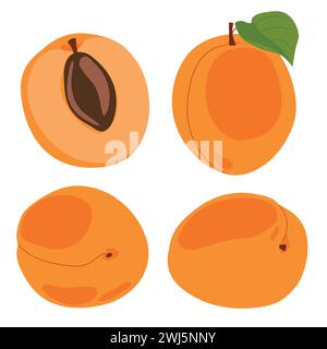 Aprikosenset. Vektor-Illustration von köstlichen Früchten im Zeichentrickstil. Reife ganze Früchte und Scheiben isoliert auf weißem Hintergrund. Element für Design, l Stock Vektor