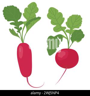 Radieschen im flachen Stil. Vektorgemüse auf weißem Hintergrund. Bio-Agrarprodukt. Rosafarbenes Wurzelgemüse mit grünen Blättern. Stock Vektor