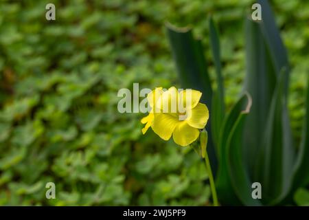 Oxalis pes-caprae bei Sao Luis in Portugal Stockfoto