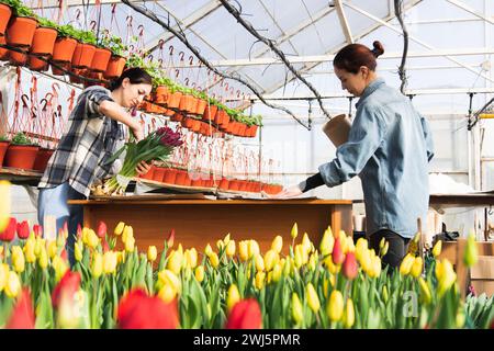 Eine Frau wickelt einen Blumenstrauß in Bastelpapier. Bouquet von violetten Tulpen. Verkauf von Blumensträußen aus dem Gewächshaus. Stockfoto