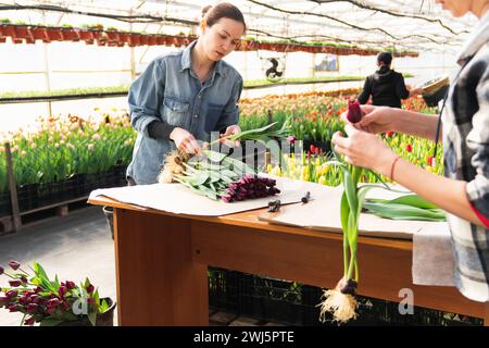 Eine Frau wickelt einen Blumenstrauß in Bastelpapier. Bouquet von violetten Tulpen. Verkauf von Blumensträußen aus dem Gewächshaus. Stockfoto