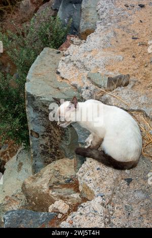 Eine weiße Straßenkatze mit dunklem Gesicht und blauen Augen sitzt auf Steinen auf der Kanarischen Insel Gran Canaria in Spanien Stockfoto