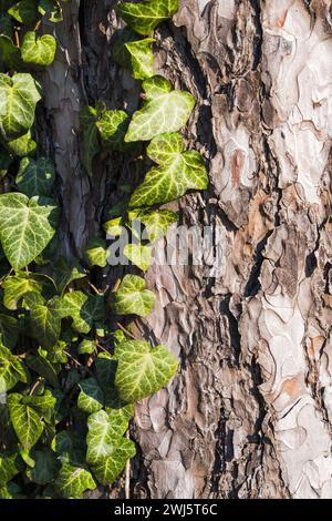 Rindenbaum mit Efeu aus der Nähe Stockfoto