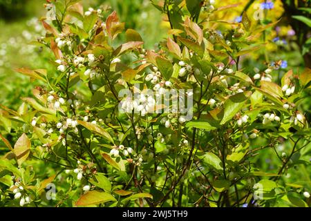 Weiße lange Glocken- oder urnenförmige Blüten der nördlichen HochbuschHeidelbeere (Vaccinium corymbosum). Familie Ericaceae. Frühling, Mai, Niederlande Stockfoto