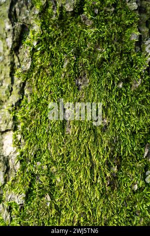 Baum mit grünem Moos aus nächster Nähe Stockfoto