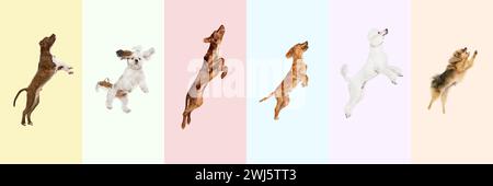 Collage aus verschiedenen reinrassigen Hunden, die vor buntem Hintergrund springen, spielen, fliegen. Verspieltes Haustier Stockfoto