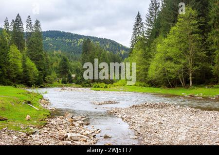 der fluss fließt durch das Tal der karpaten. Im flachen Wasser werden Steine sichtbar. Synevyr-Nationalpark der ukraine. Wunderschöne Landschaft im Frühling Stockfoto