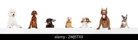 Collage aus glücklichen, positiven, schönen, verschiedenen reinrassigen Hunden, die einen Tisch mit Zungen hervorragen, isoliert auf weißem Hintergrund Stockfoto