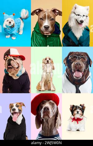 Collage aus verschiedenen entzückenden, positiven reinrassigen Hunden in verschiedenen Kleidern, die vor buntem Hintergrund sitzen. Mode Stockfoto