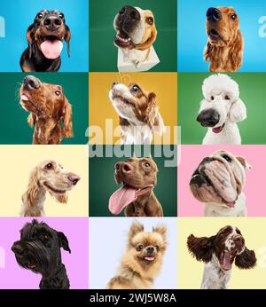 Collage aus verschiedenen lustigen, entzückenden reinrassigen Hunden, die vor buntem Hintergrund schnüffeln, schauen, spielen. Neugierige verspielte Haustiere Stockfoto