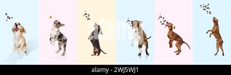 Collage aus verschiedenen reinrassigen Hunden, die springen und Futter fangen, trainieren, spielen, vor buntem Hintergrund. Verspieltes Haustier Stockfoto