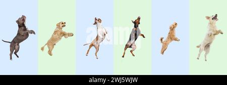 Collage aus verschiedenen reinrassigen Hunden, die vor buntem Hintergrund springen, spielen, fliegen. Verspieltes Haustier Stockfoto