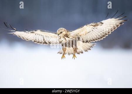 Landung des raubbeinigen Bussardes Buteo lagopus auf den Feldern im Winterschnee, Bussarde in natürlicher Umgebung, Falkvogel auf dem Boden, Raubvogel aus nächster Nähe Stockfoto