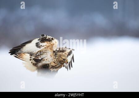 Landung des raubbeinigen Bussardes Buteo lagopus auf den Feldern im Winterschnee, Bussarde in natürlicher Umgebung, Falkvogel auf dem Boden, Raubvogel aus nächster Nähe Stockfoto