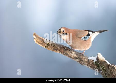 Vogel eurasischer Jay Garrulus glandarius sitzt auf der Niederlassung Polen, Europa Stockfoto