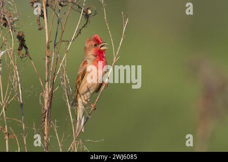 Rosefink erythrinus carpodacus Vogel, kleiner Zugvogel in roten Federn, männliche Sommerzeit Polen, Europa Stockfoto