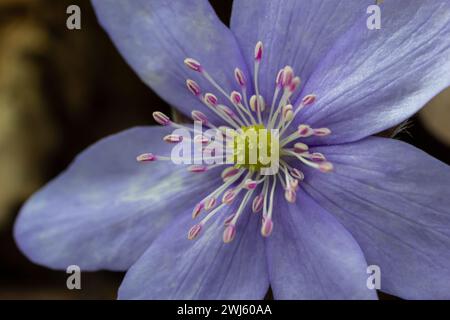 Wunderschöne Makroaufnahme einer ersten einzelnen Wildblume große blaue Hepatisa Hepatisa transsylvanica, die im Frühling unter trockenen Blättern zu blühen beginnt. Stockfoto