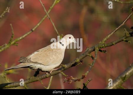 Vogel Taube Eurasische Taube Streptopelia Decocto Vogel sitzt auf dem Ast, Polen Europa Stockfoto