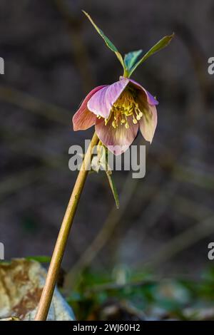 Frühlingshafte Waldblüten hellebores, Helleborus purpurascens. Lila Wildblume in der Natur. Details zum Hellebore-Makro. Stockfoto