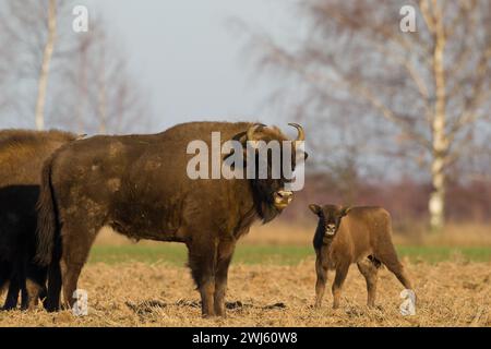 Säugetiere wilde Natur Europäische Bisons Bison bonasus Wisent Herde auf dem Feld Nordosten Polens, Europa Knyszynska Wald Stockfoto