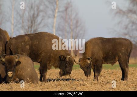 Säugetiere wilde Natur Europäische Bisons Bison bonasus Wisent Herde auf dem Feld Nordosten Polens, Europa Knyszynska Wald Stockfoto