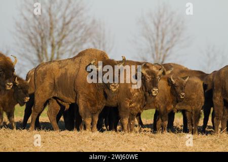 Säugetiere wilde Natur Europäische Bisons Bison bonasus Wisent Herde auf dem Feld Nordosten Polens, Europa Knyszynska Wald Stockfoto