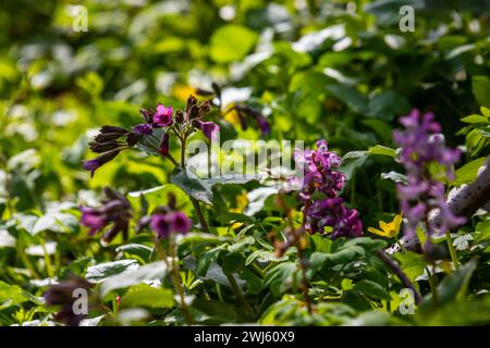 Pulmonaria, Lungenwürzblüten in verschiedenen Violetttönen in einer Blüte. Honigpflanze der Ukraine. Die ersten Frühlingsblumen. Pulmonaria officina Stockfoto