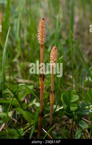 Selektiver Fokus. Ein sporttragender Schuss des Schachtelhalses Equisetum arvense. Sporiferspikelet des Schachtelhalses im Frühling. Kontroverse Hütchen von h Stockfoto