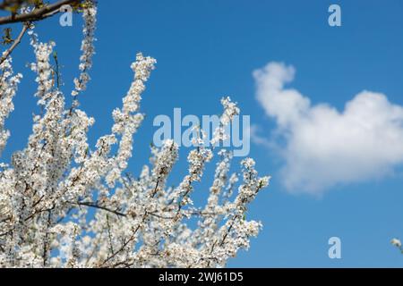 Selektiver Fokus auf wunderschöne Zweige von Pflaumenblüten auf dem Baum unter blauem Himmel, wunderschöne Sakura Blumen während der Frühlingssaison im Park, Floral p Stockfoto