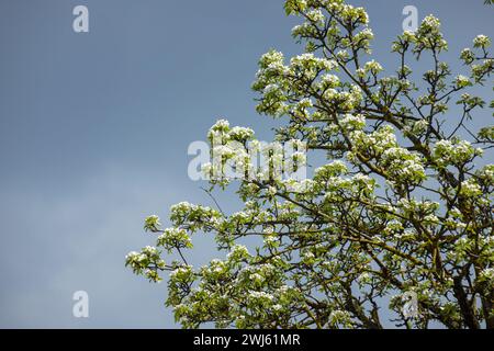 Birnenbaumblumen aus der Nähe. Weiße Blüten und Knospen des Obstbaums. Sonnenlicht fällt auf Birnenblumen. Im Morgengrauen sehen die Blumen der Bäume wunderschön aus Stockfoto