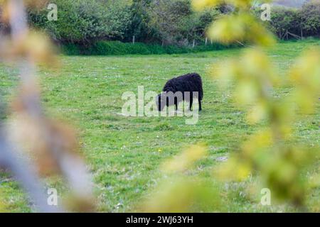 Hebridenschafe Schwarze britische Langwollschafe, die auf der Weide weiden Stockfoto