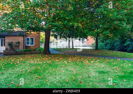 Herbst in Great Hollands Neighbourhood Bracknell, Berkshire Stockfoto