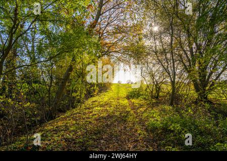 Waldweg in der Nähe von Woodham Walter in der Nähe von Maldon Essex Stockfoto