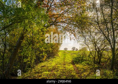 Waldweg in der Nähe von Woodham Walter in der Nähe von Maldon Essex Stockfoto